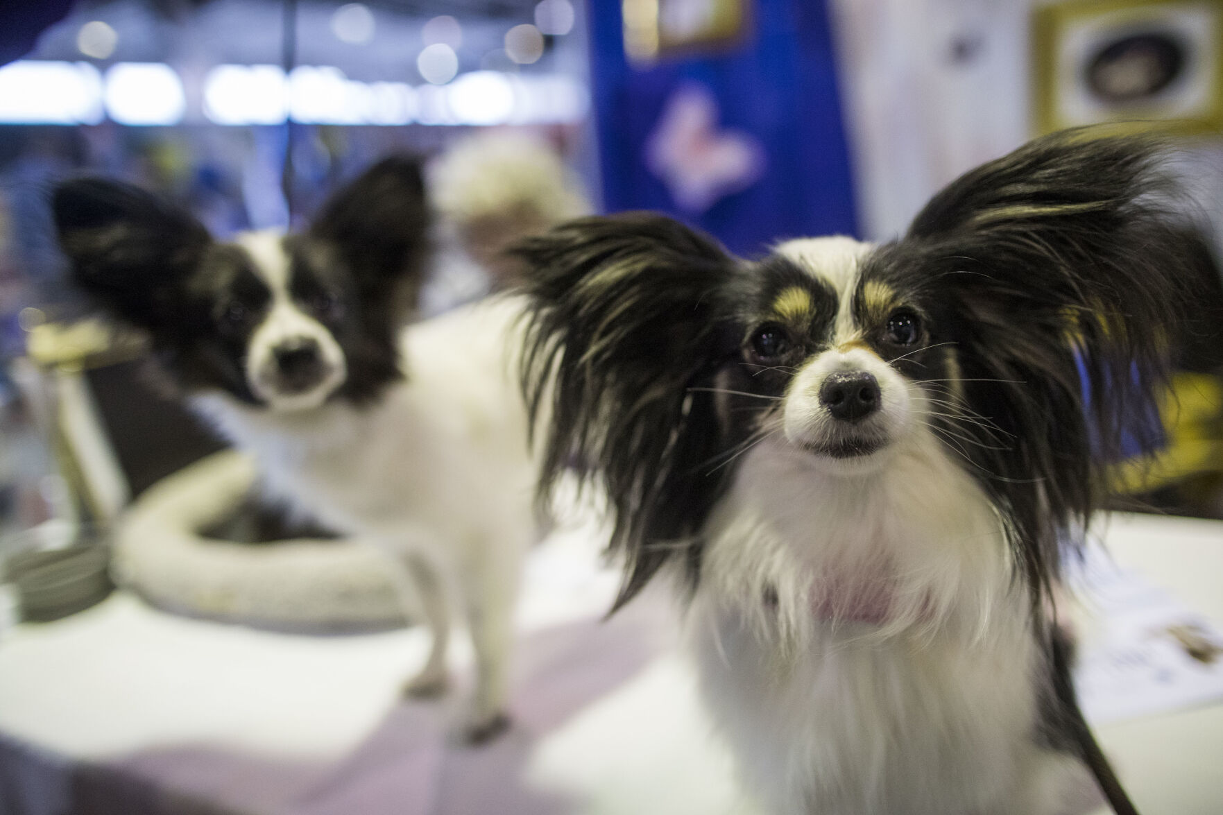 Westminster Dog Show